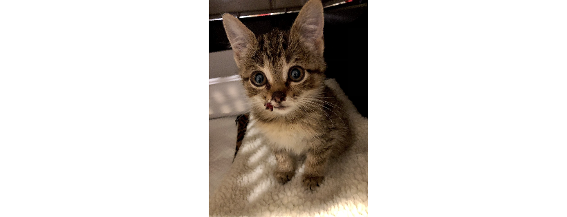 Denison Animal Welfare Group