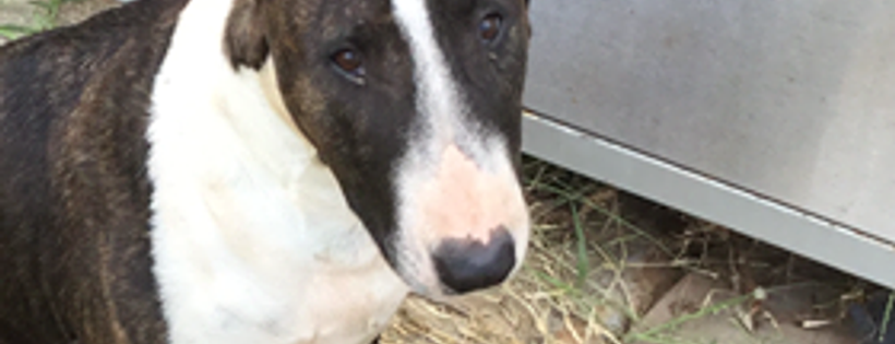 Adopt A Bully Rescue