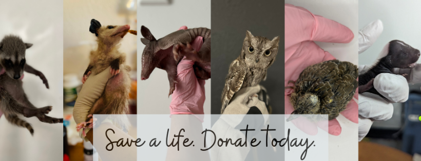 North Texas Wildlife Center