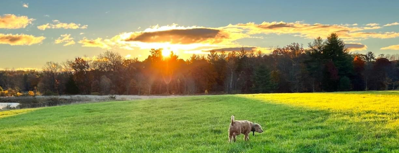 Wayward Ranch Animal Sanctuary, Inc.