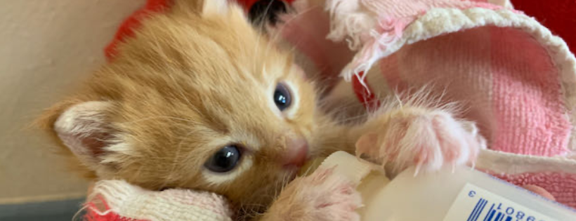 Tails to Tell Cat Rescue Shelter