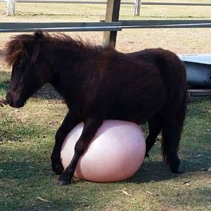 Healing Hooves Inc