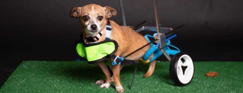 Mutt Misfits Animal Rescue Society