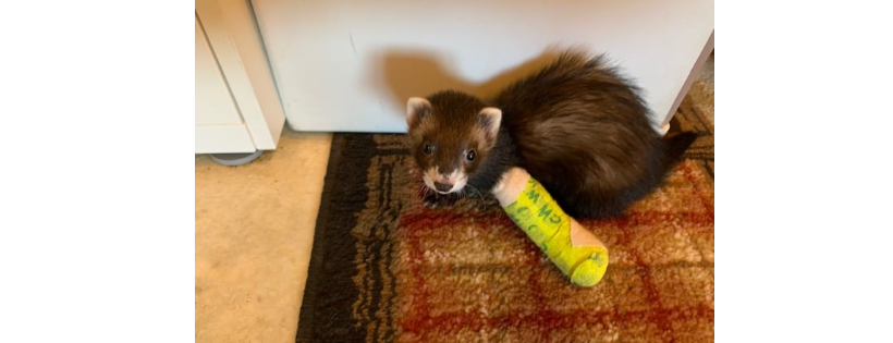 Ferret Dreams Rescue and Adoption