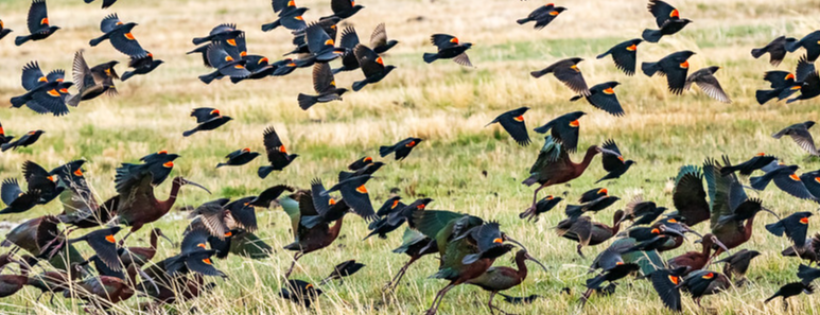 Friends of Malheur NWR