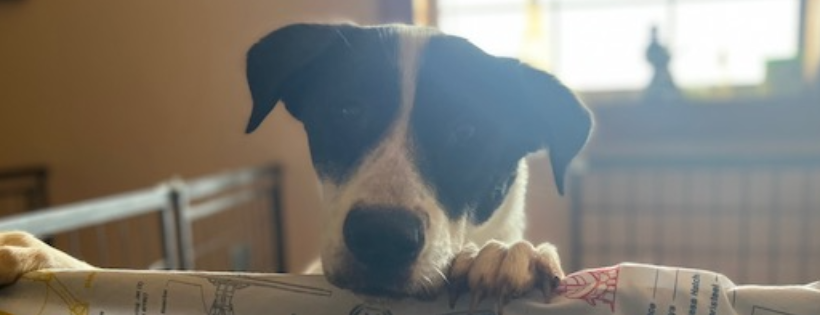 Peppy Pet Rescue
