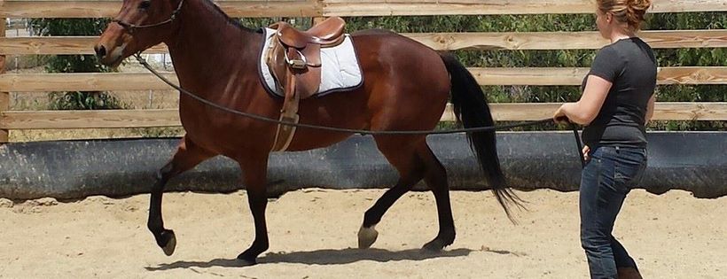 Polo Pony Rescue