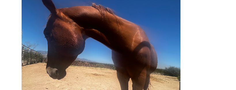 Wild Hearts Rescue Ranch