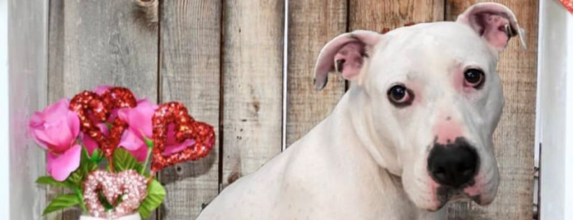 A Good Dog Rescue  