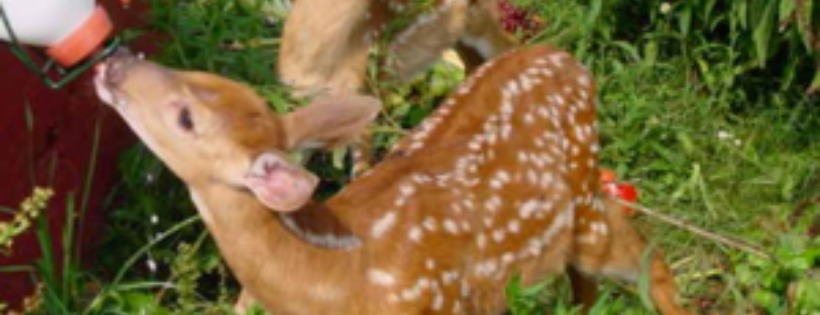 Red Creek Wildlife Center Inc