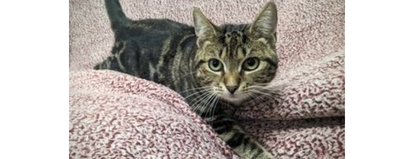 Sumter Humane Society, Inc.