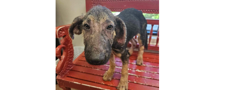 Big Cypress German Shepherd Rescue