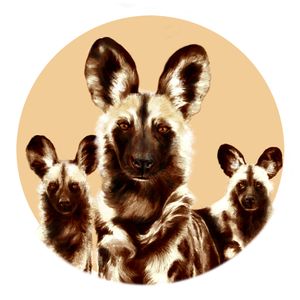 Painted Dog Conservation Inc Logo
