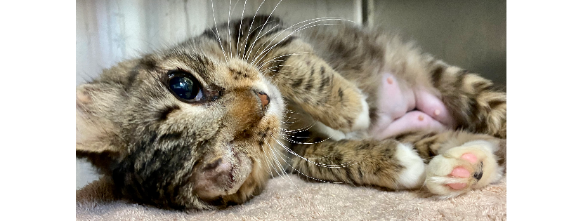 Everett Animal Shelter