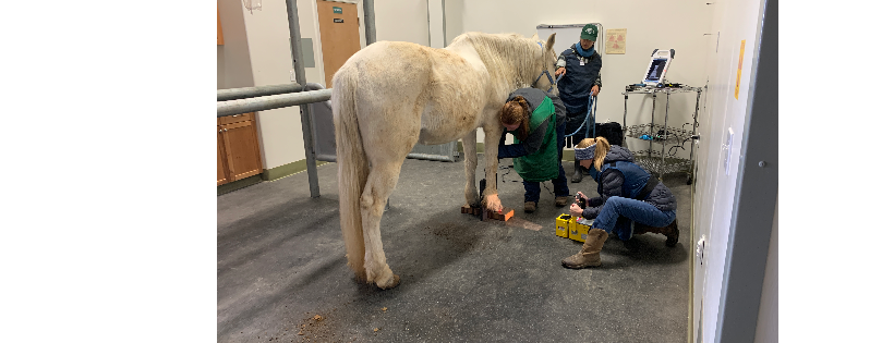 Hope's Chance Horse Sanctuary