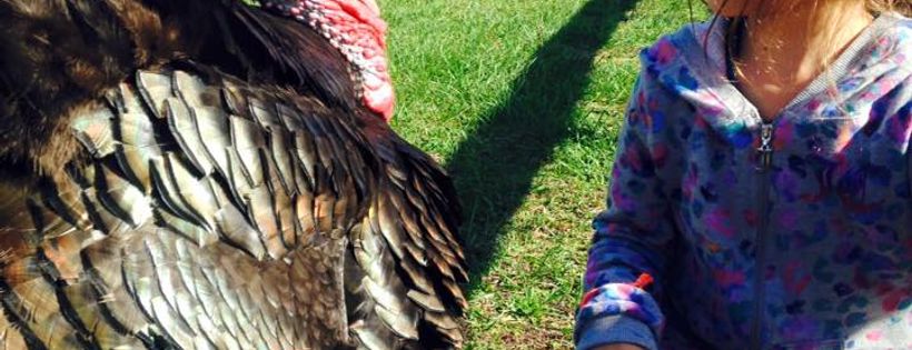 CJ Acres Animal Rescue Farm