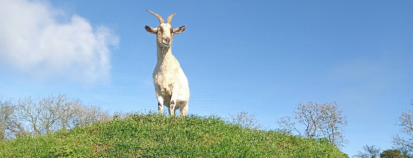 Back Into Daylight Animal Sanctuary