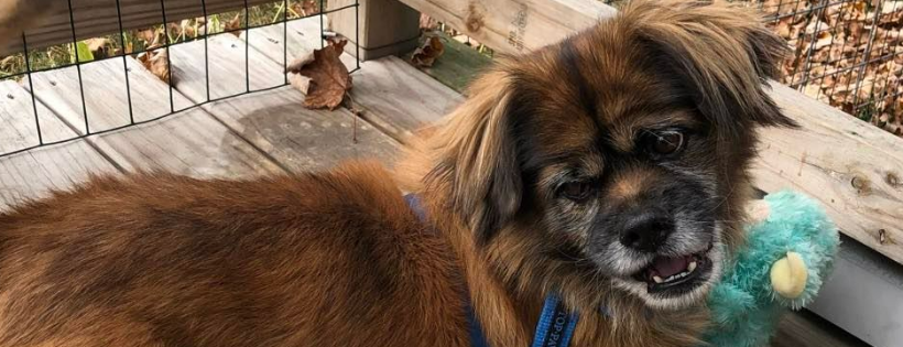 Little Paws Big Hearts Pekingese Rescue