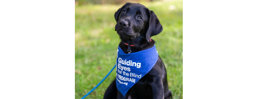 Guiding Eyes for the Blind