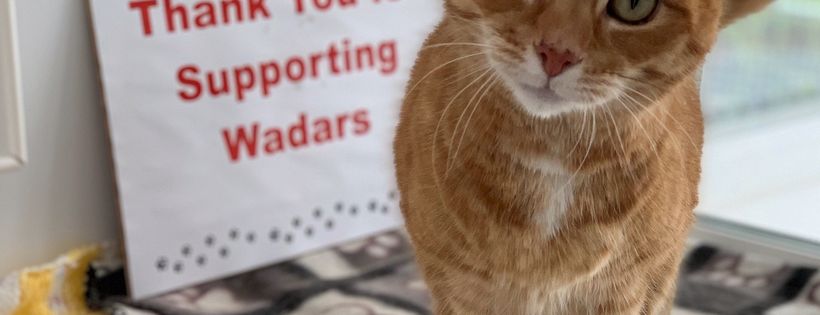 Wadars-animal rescue