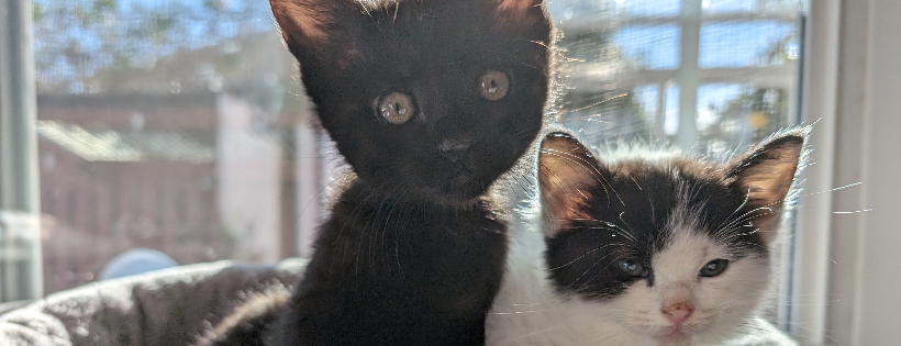 Kitten Rescue 101