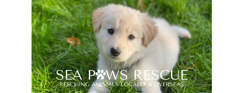 Sea Paws Rescue