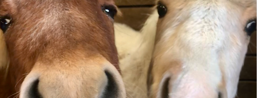 Hope In The Valley Equine Rescue and Sanctuary