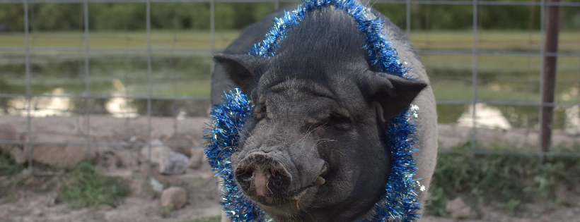 Windy's Ranch & Rescue