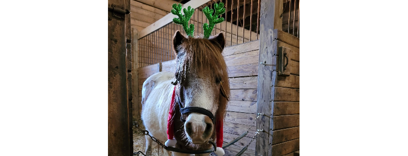 Ryerss Farm for Aged Equines