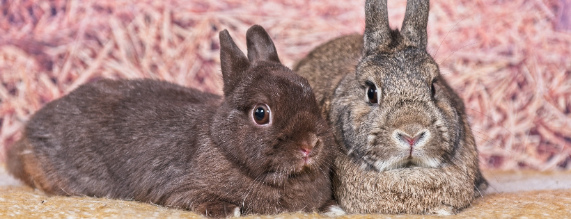 SOS Lapins orphelins