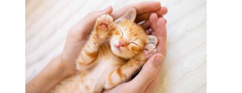 Kitten Rescue Australia Inc