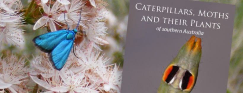 Butterfly Conservation SA Inc