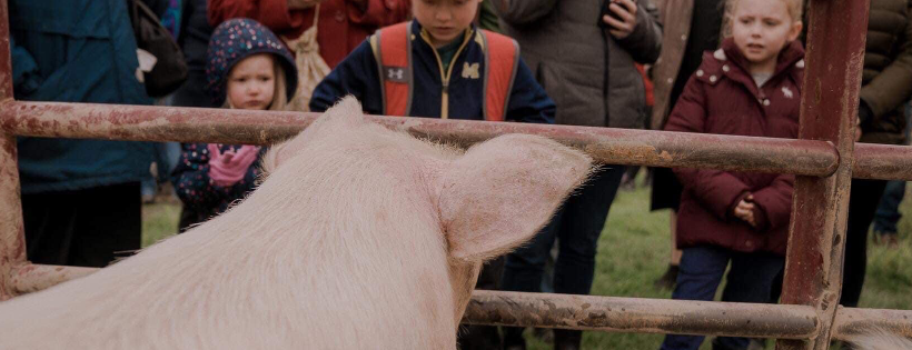 SASHA Farm Animal Sanctuary 