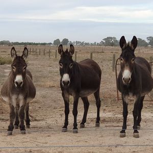 Donkey Shelter Incorporated Logo