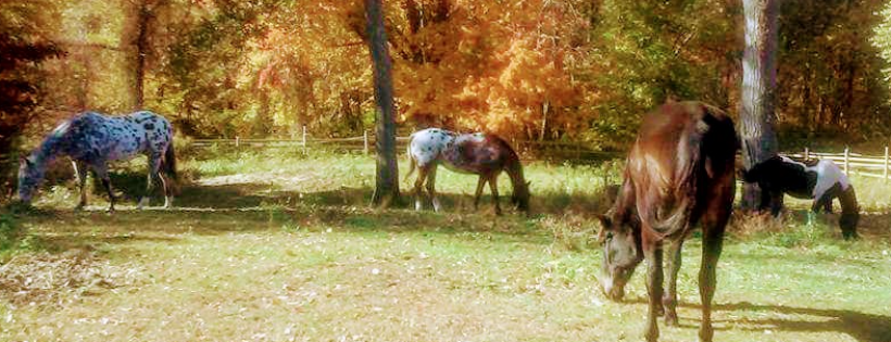 Healing With Horses at Wildrose Horse Farm Inc.501c3