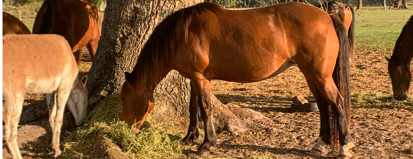 WILD HORSE RESCUE CENTER INC