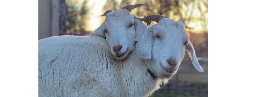 Welcome Home Animal Sanctuary