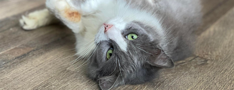 Cats for Keeps Rescue Society