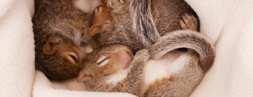 Urban Squirrels