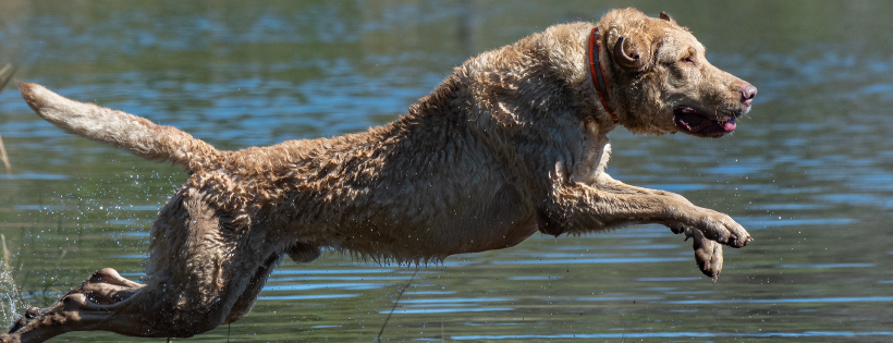 Chesapeake Bay Retriever Relief & Rescue