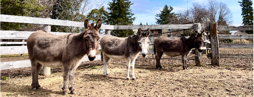 The Donkey Sanctuary of Canada