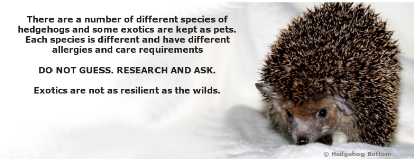 Hedgehog Bottom