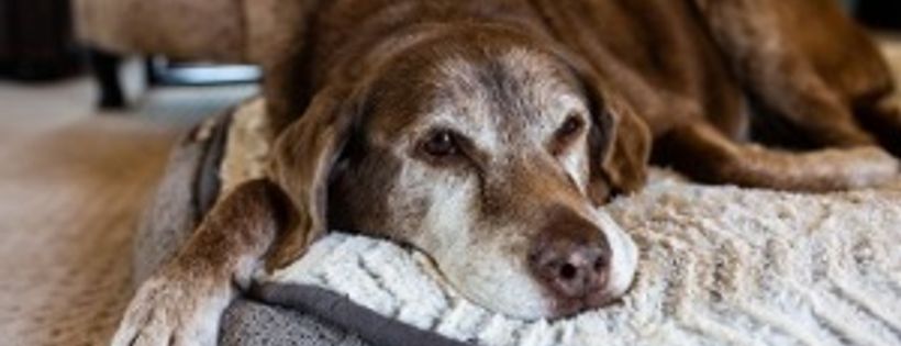 Hope4Paws Animal Rescue Inc