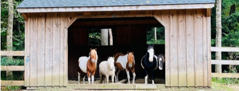 The Dorset Equine Rescue