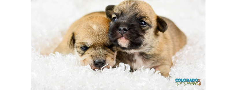Lifeline Puppy Rescue