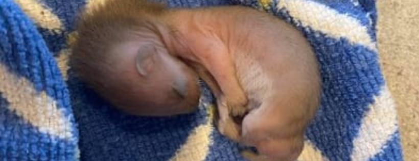 Central Minnesota Wildlife Rehab