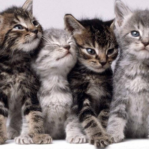 Cornwall Community Cats Logo