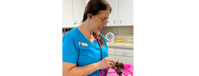 Florida Wildlife Hospital and Sanctuary