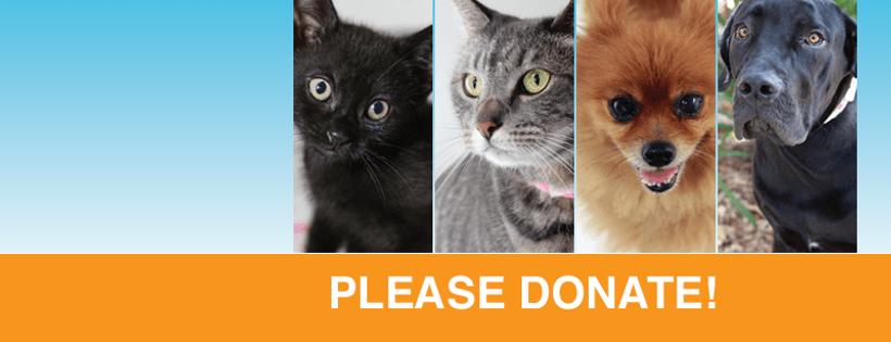 Sunshine Coast Animal Refuge