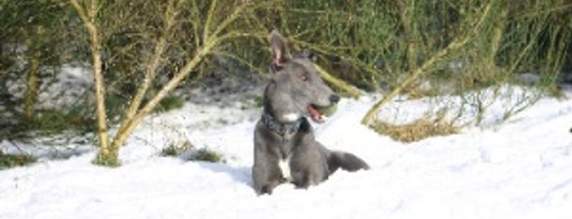 Give A Greyhound A Home - GAGAH